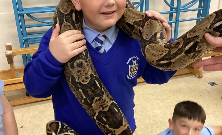 Image of Year 4 enjoy Dylan's Reptile Time!